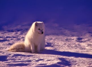 Jakie wędki do Norwegii?