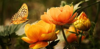 Jak zabezpieczyć okna przed owadami?