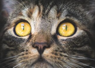 Na co najlepiej bierze makrela?