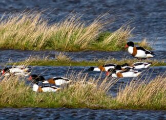 Kiedy jest sezon na Belone?
