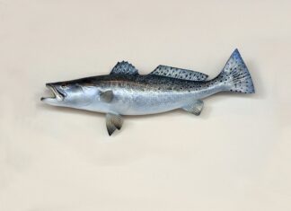 Gdzie w Polsce na troć?