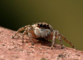 Ile zarobili skoczkowie za brązowy medal?