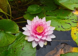 Ile można podkładek pod mostek?