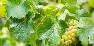 Czy można zrywać mokre jabłka?