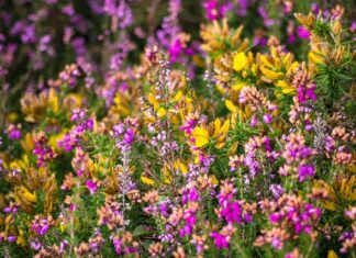 Czy Brita Odkamienia wodę?