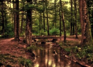 Jaki wkład biologiczny?