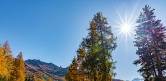 Jak zrobić masę do wafla z mleka i cukru?